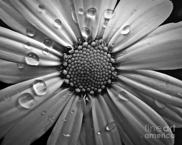 Black And White Art Print featuring the photograph Waterdrops on a Daisy by Patricia Strand