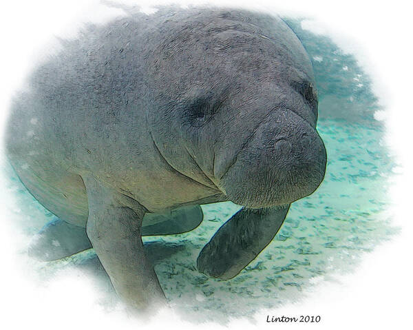 Manatee Art Print featuring the digital art West Indian Manatee by Larry Linton