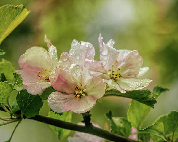 Appleblossoms Art Print featuring the photograph When The Light Breaks Through by Sue Capuano