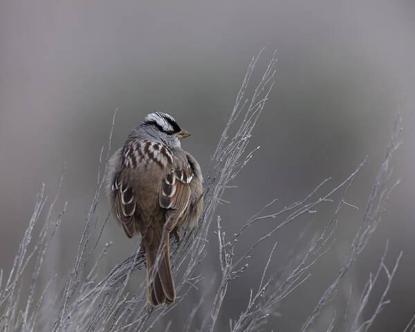 White-crowned Art Print featuring the photograph White-Crowned Sparrow by David Watkins