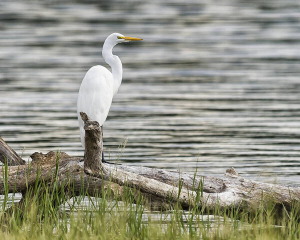 Birds Art Print featuring the photograph White Heron by Gary Neiss