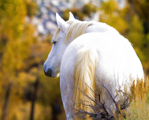 Horses Art Print featuring the photograph White Mustang Mare by Waterdancer 