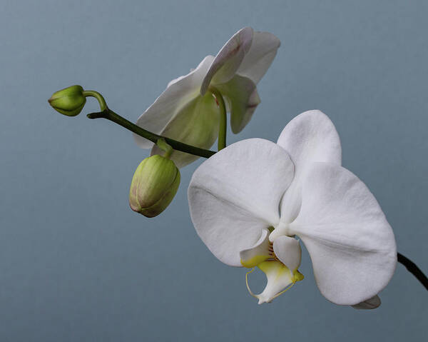 Orchids Art Print featuring the photograph White Orchid 0320 by Pamela S Eaton-Ford