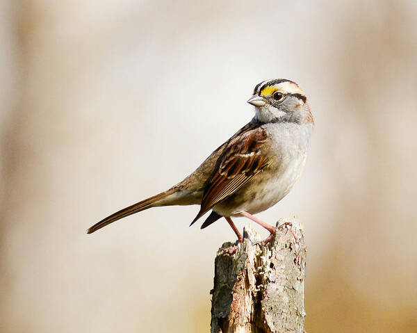 Bird Art Print featuring the photograph White-Throated Sparrow by Jean A Chang