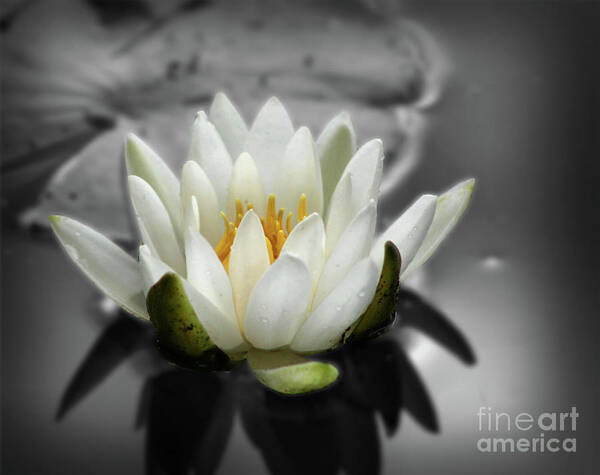 Lotus Art Print featuring the photograph White Water Lily Black And White by Smilin Eyes Treasures