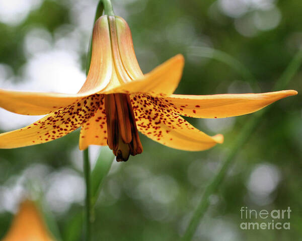 Flower Art Print featuring the photograph Wild Canadian Lily by Smilin Eyes Treasures