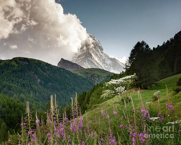 Switzerland Art Print featuring the photograph Wild Flowers and the Matterhorn by Alissa Beth Photography