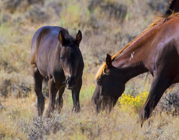 Horses Art Print featuring the photograph Wild Mustang Foal and Mare by Waterdancer 