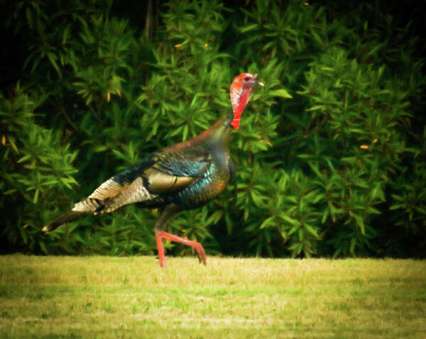 Wild Turkey Art Print featuring the photograph Wild Turkey by Dr Janine Williams