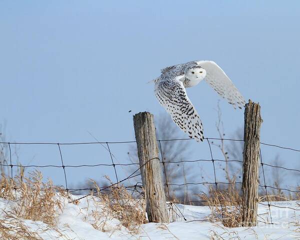 Snowy Owls Art Print featuring the photograph Windswept glory by Heather King