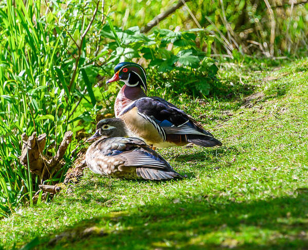 Wood Ducks Art Print featuring the photograph Wood Duck Pair by Jerry Cahill