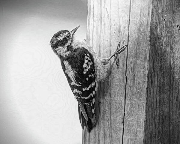 Nature Art Print featuring the photograph Woody in Black n White by Cathy Kovarik