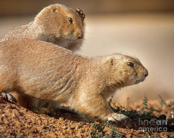 Nature Art Print featuring the photograph Worried Prairie Dog by Robert Frederick