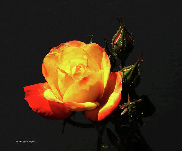 Yellow And Red Rose Art Print featuring the digital art Yellow And Red Rose by Tom Janca