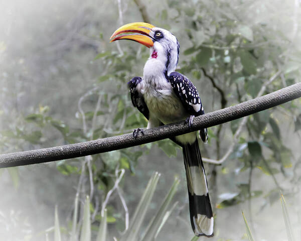 Brevard Zoo Art Print featuring the photograph Yellow Billed Hornbill by Roger Wedegis