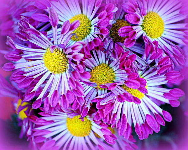 Flowers Art Print featuring the photograph Yellow Purple and White by AJ Schibig