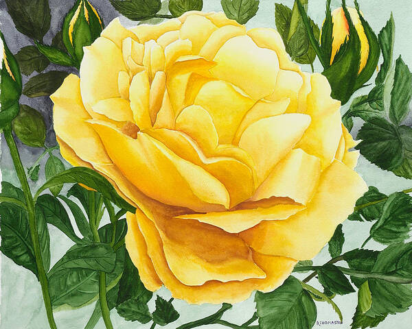 Yellow Rose Watercolor Painting Art Print featuring the painting Yellow Rose by Robert Thomaston