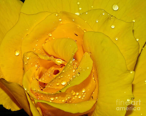 Photography Art Print featuring the photograph Yellow Rose with Droplets by Kaye Menner by Kaye Menner