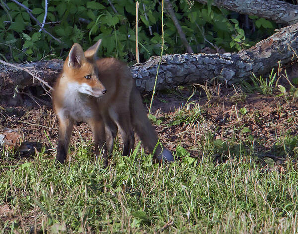 Red Fox Art Print featuring the photograph Young Red by Jim E Johnson