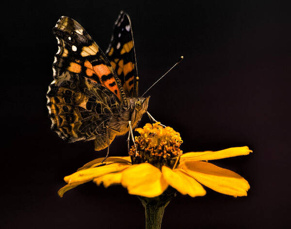 Butterfly Art Print featuring the photograph Zinnia Sipping by Alana Thrower