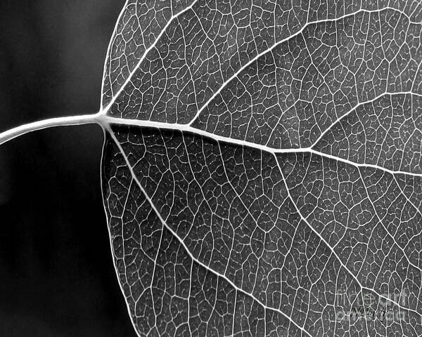 Aspen Leaf Veins Art Print featuring the photograph Aspen Leaf Veins #1 by Natalie Dowty