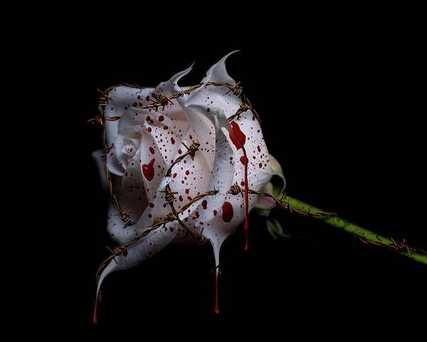Bleeding Rose Art Print featuring the photograph Bleeding Rose #1 by Lori Hutchison