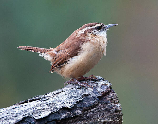 Carolina Wren Art Print featuring the photograph Carolina Wren #1 by Diane Giurco