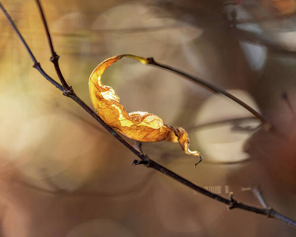 Fall Art Print featuring the photograph Nature Photography - Fall Leaves by Amelia Pearn