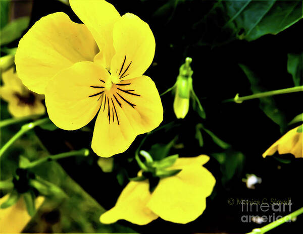 Yellow Flowers Art Print featuring the photograph Flowers Hanging No. HGF17 #1 by Monica C Stovall