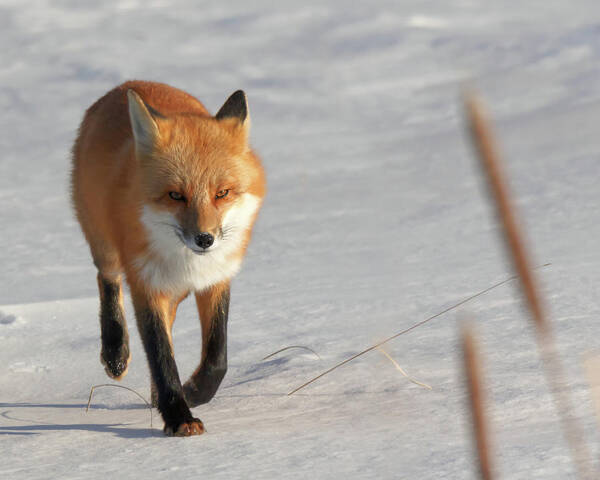 Fox Art Print featuring the photograph Just Passing Through #1 by Susan Rissi Tregoning