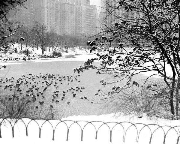 Snow Art Print featuring the photograph Snow Scenes In Central Park #1 by New York Daily News Archive