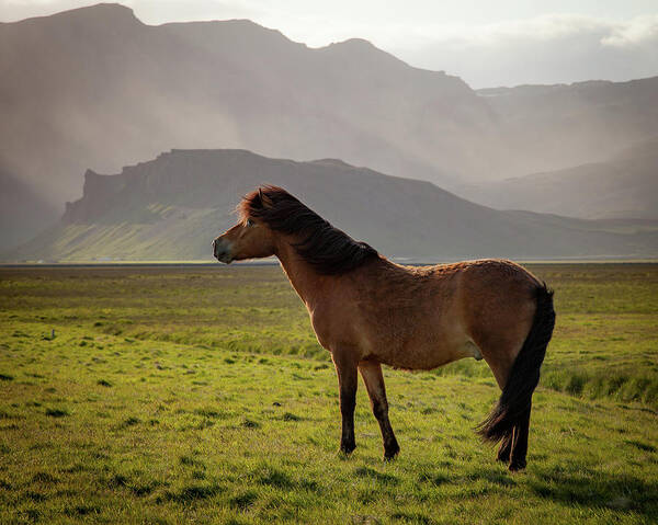 Iceland Art Print featuring the photograph Icelandic Horse #2 by Peter OReilly