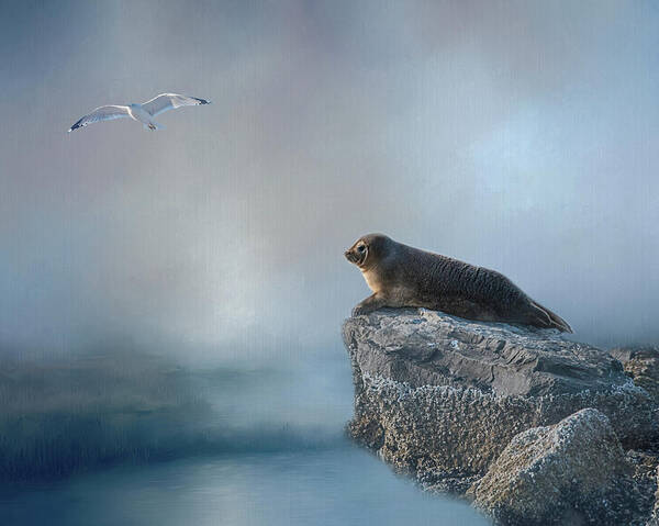 Seal Art Print featuring the photograph On The Rocks by Cathy Kovarik