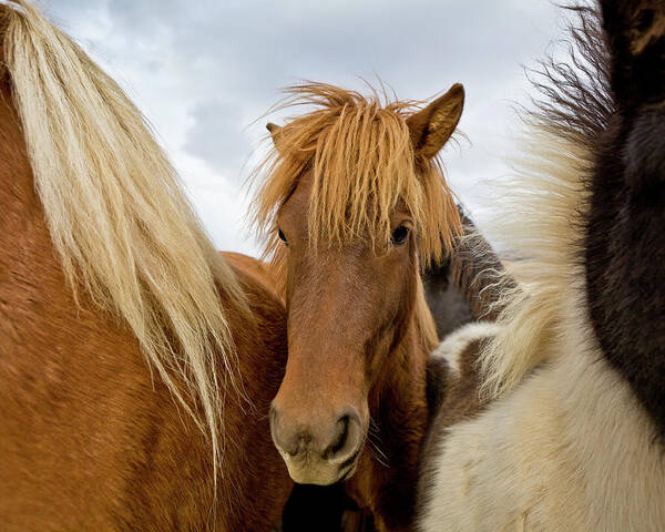 Horse Art Print featuring the photograph Young Horses #2 by Arctic-images