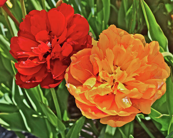Tulips Art Print featuring the photograph 2019 Acewood Double Beauties by Janis Senungetuk
