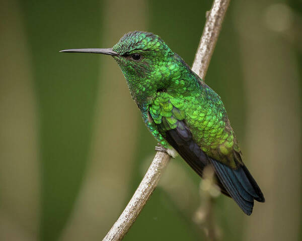 Calarca Art Print featuring the photograph Western Emerald Jardin Botanico del Quindio Calarca Colombia #3 by Adam Rainoff