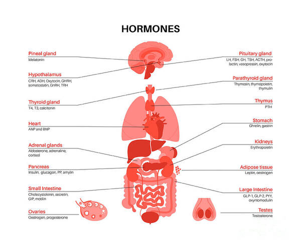 Hormone Art Print featuring the photograph Human Hormones by Pikovit / Science Photo Library