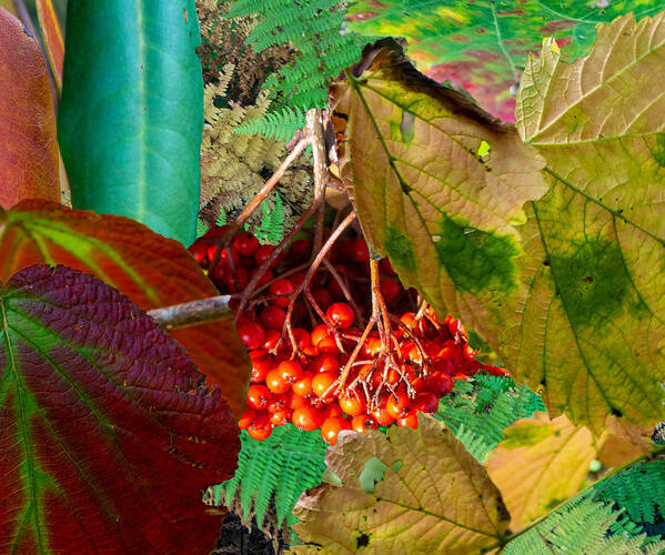 Collage Art Print featuring the photograph A Collage of Fall Leaves and Berries by L Bosco