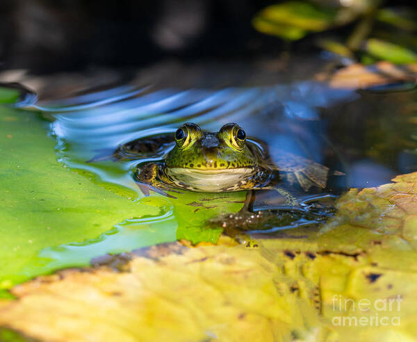Frog Art Print featuring the photograph A Frog Greeting the Day by L Bosco