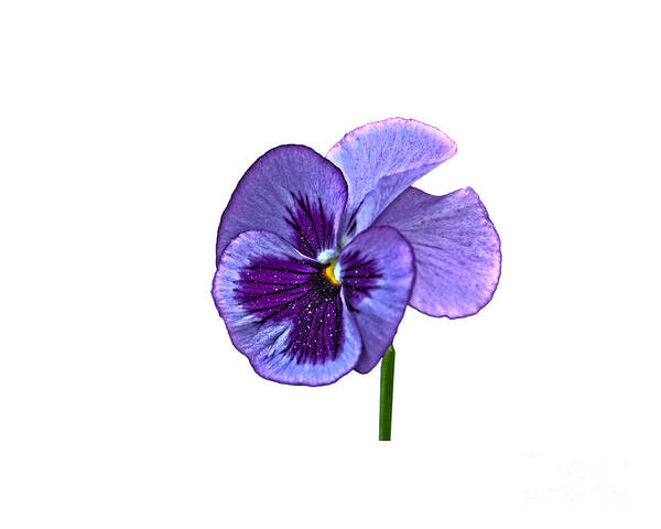 Purple Art Print featuring the photograph A Single Purple Pansy on a transparent background by Terri Waters
