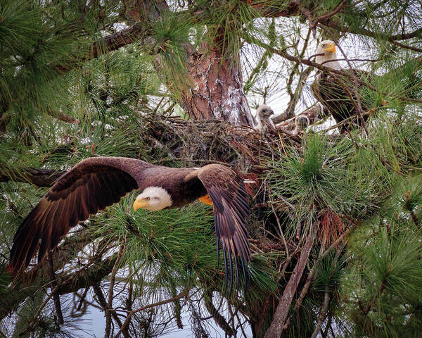 Eagle Art Print featuring the photograph All About Family by JASawyer Imaging