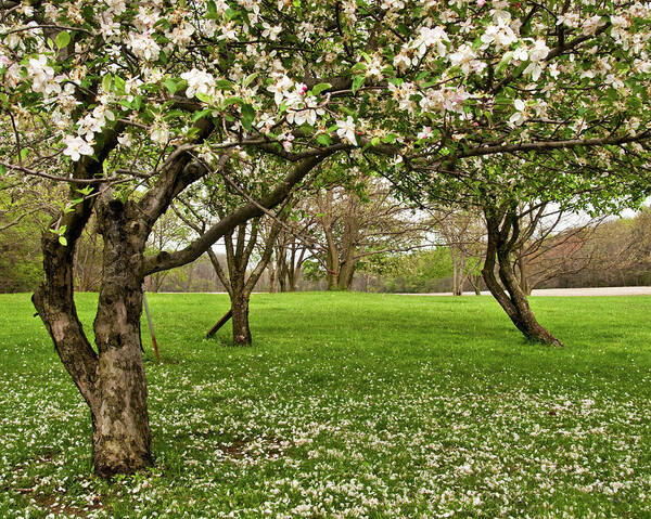 Spring Art Print featuring the photograph Apple Orchard by Minnie Gallman