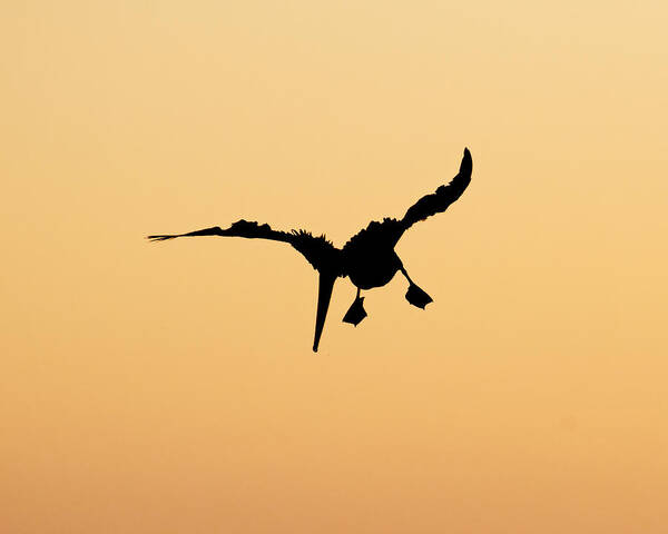 Bad Feather Day Art Print featuring the photograph Bad Feather Day -- Brown Pelican Silhouette in Morro Bay, California by Darin Volpe