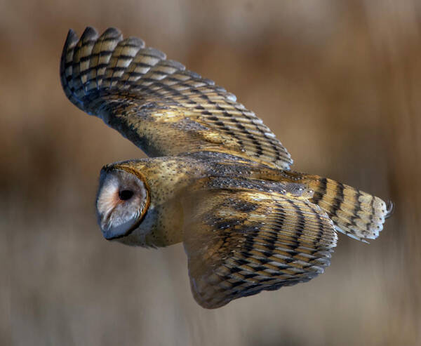 Barn Owl Art Print featuring the photograph Barn Owl in flight by Rick Mosher