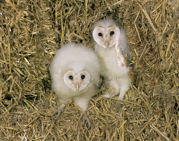Alba Art Print featuring the photograph Barn Owl Young Taken During Ringing by Nhpa