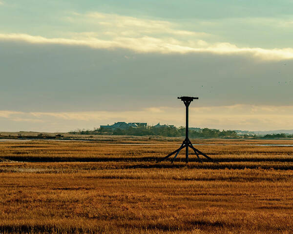 Marshland Art Print featuring the photograph Bird Stand. by William Bretton