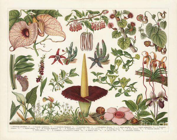 Umbrella Plant Art Print featuring the digital art Birthworts Aristolochia by Zu 09