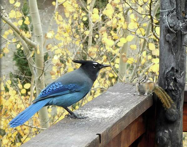 Birds Art Print featuring the photograph Buddies by Karen Stansberry