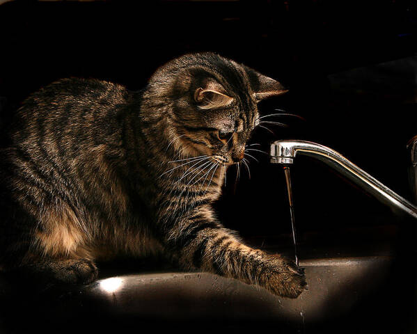 Pets Art Print featuring the photograph Cat & Water by Image By Stephen Garner