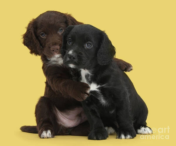 Cocker Spaniel Art Print featuring the photograph Cocker cuddles by Warren Photographic